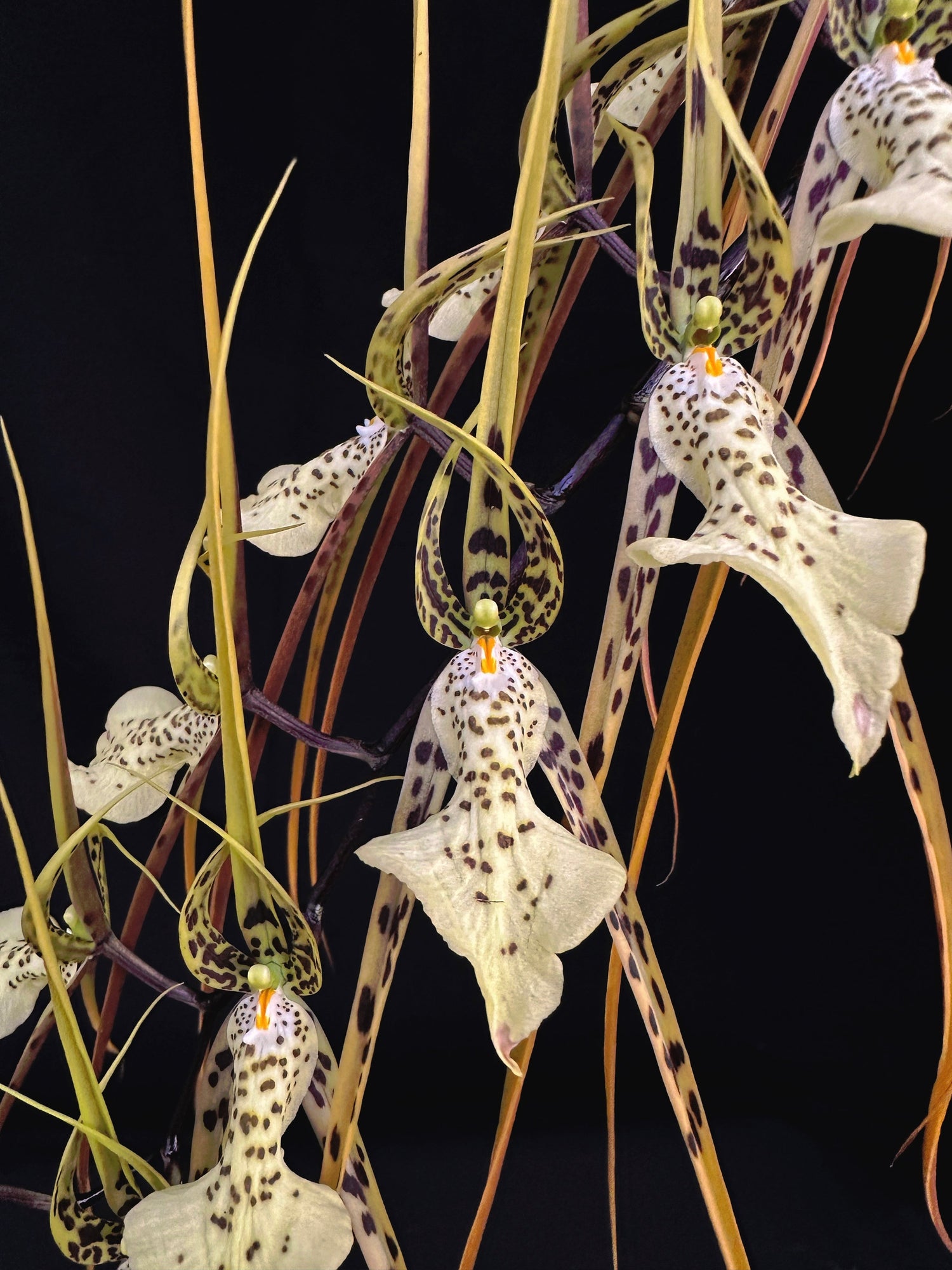 Oncidium Alliance Orchids - Bitis Botanical