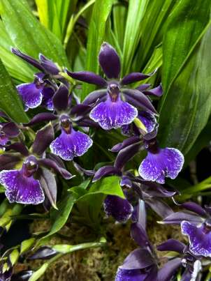 Zygopetalum Alliance Orchids - Bitis Botanical