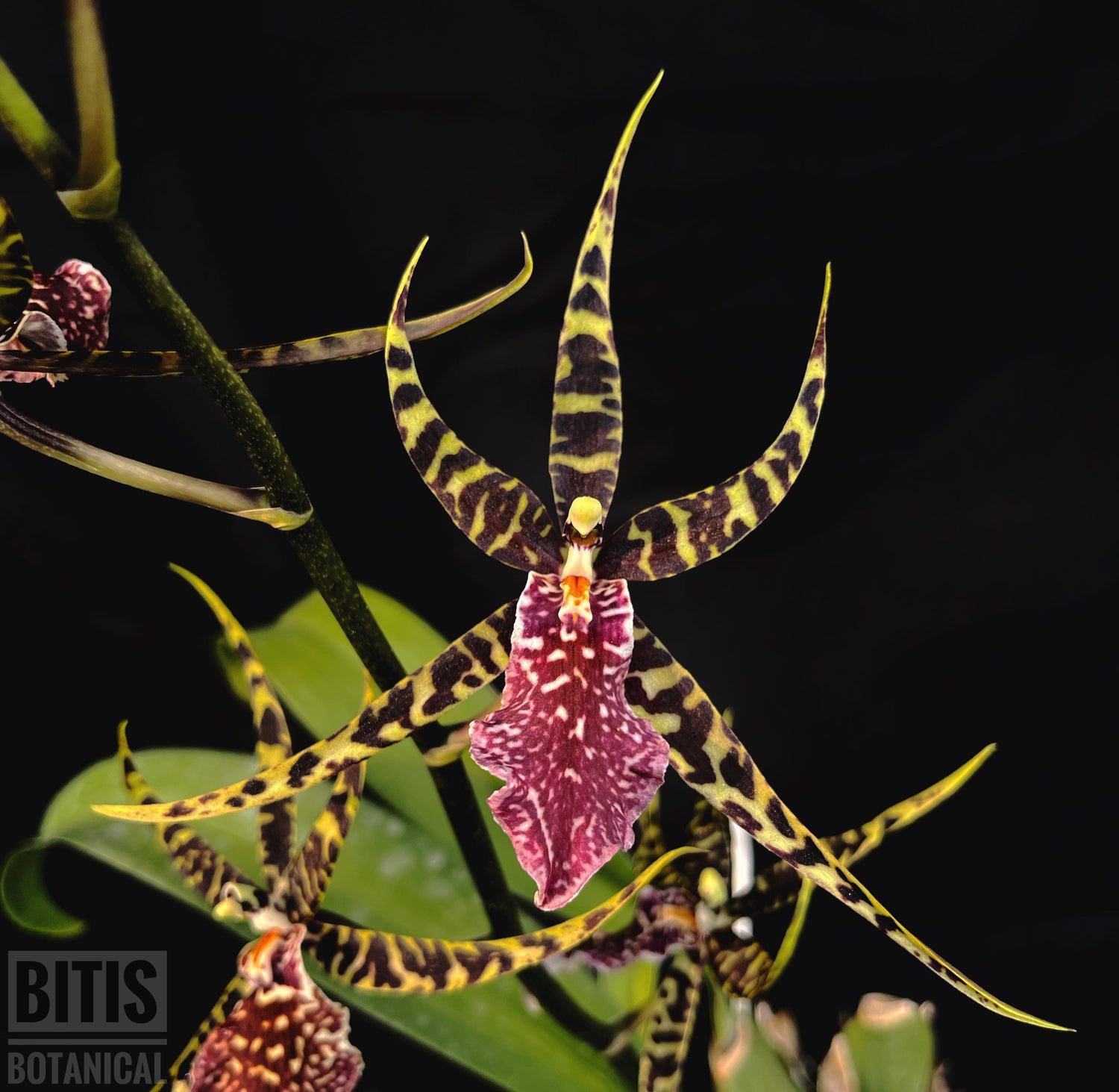 Orchid Clones - Bitis Botanical