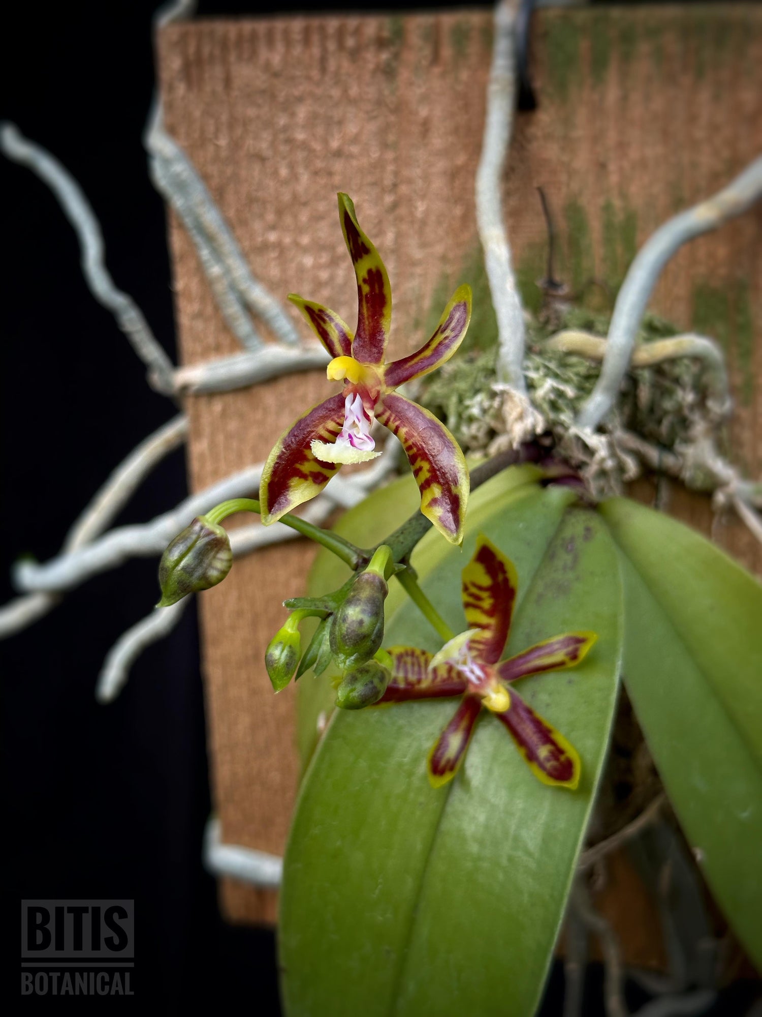 Mounted Orchids - Bitis Botanical