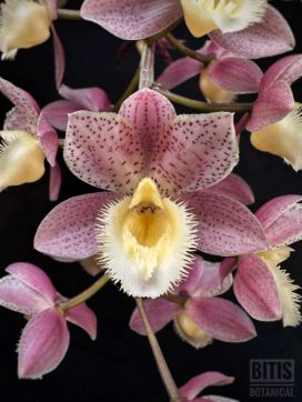 Other Orchids - Bitis Botanical