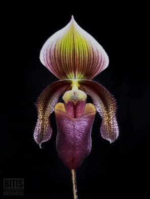 Slipper Orchids - Bitis Botanical