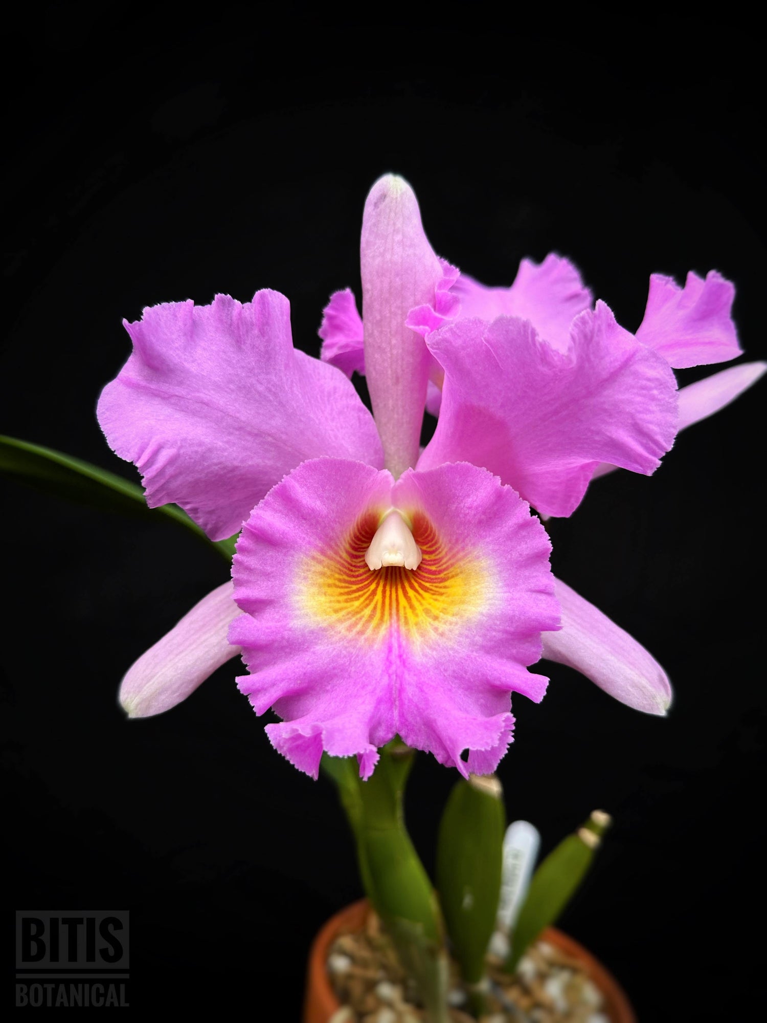 Cattleya Alliance Orchids - Bitis Botanical