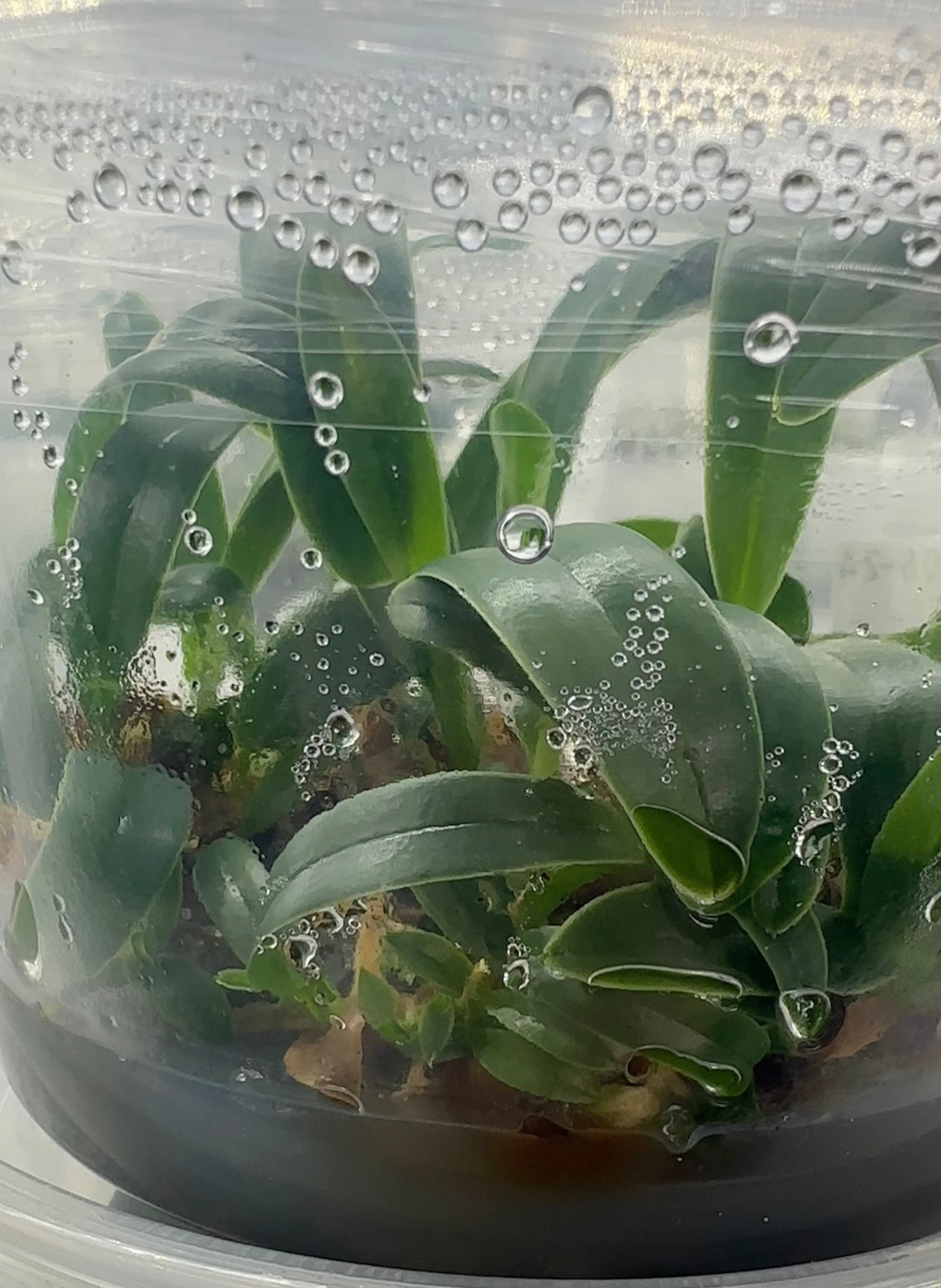 Orchid Flasks - Bitis Botanical