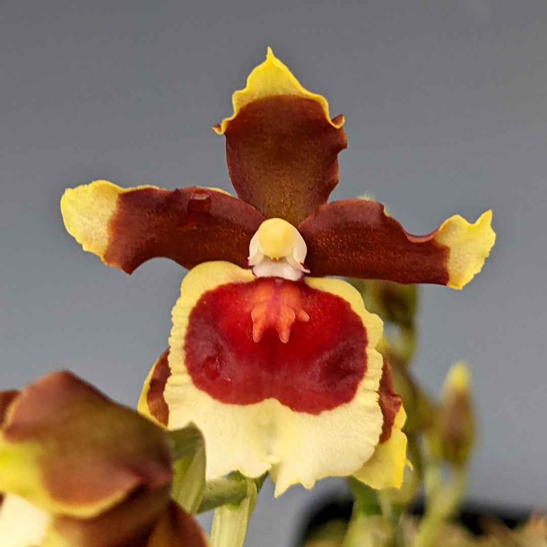 Oncidium Jimbo 'Swarm'