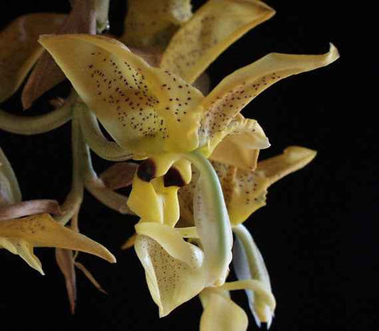 Stanhopea wardii