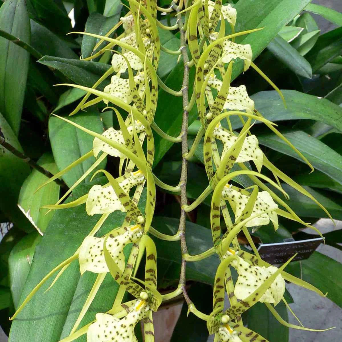 Brassia Up the Water Spout 'Long Legs'