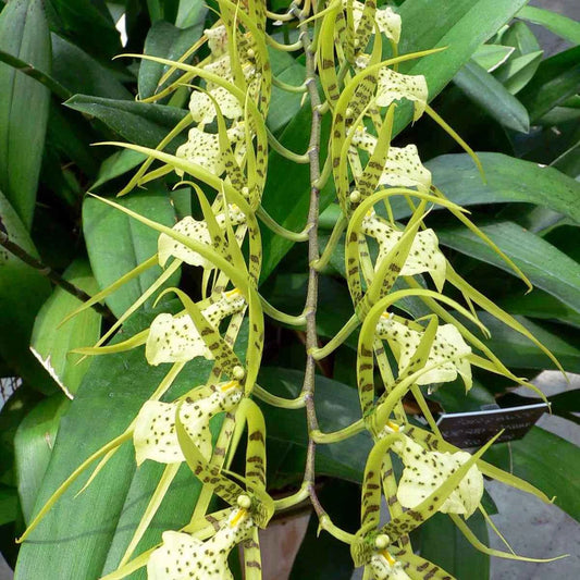 Brassia Up the Water Spout 'Long Legs'