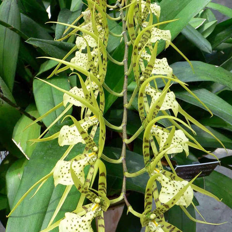 Brassia Up the Water-Spout 'Long Legs'