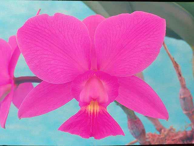 Cattleya walkeriana 4N