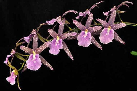 Miltassia Lavender Kiss 'Lavender Taffy' AM/AOS