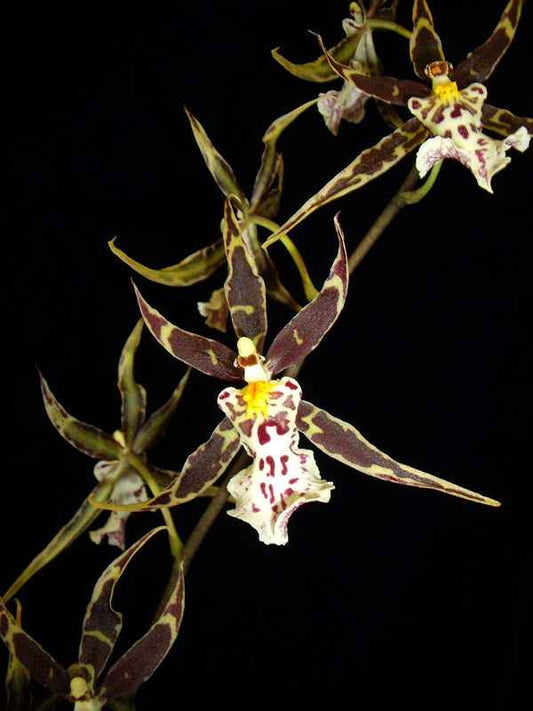 Brassidium Golden Gamine 'White Night' HCC/AOS