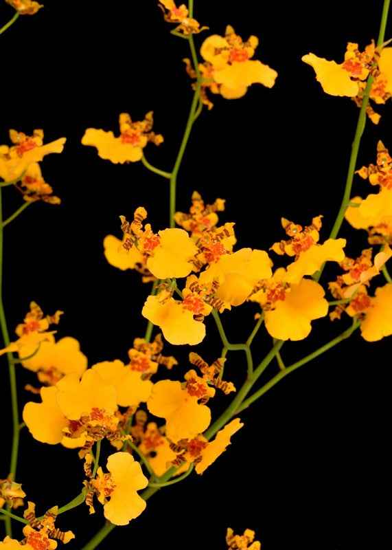 Oncidesa Gower Ramsey 'Orange Delight' AM/AOS