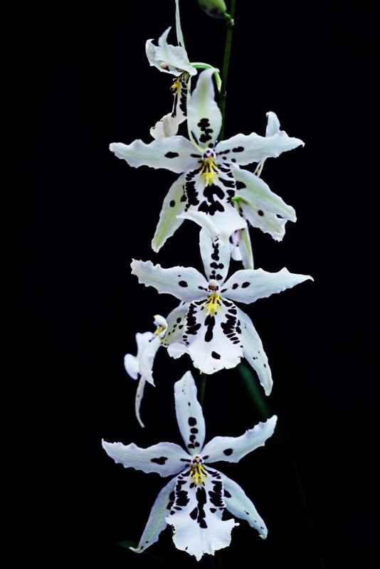 Aliceara Snowblind 'Sweet Spot' AM/AOS