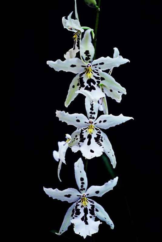 Aliceara Snowblind 'Sweet Spot' AM/AOS