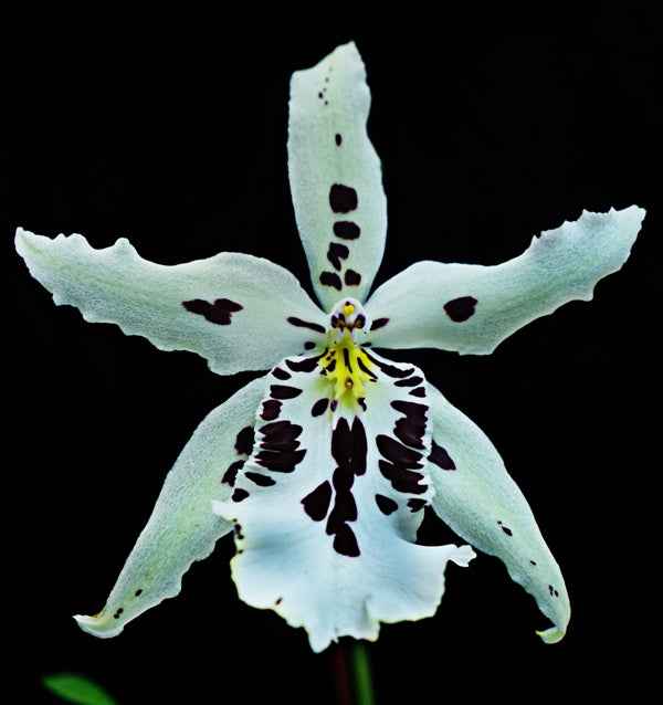 Aliceara Snowblind 'Sweet Spot' AM/AOS