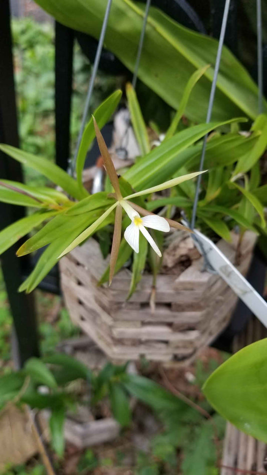 Epidendrum nocturnum x stamfordianum