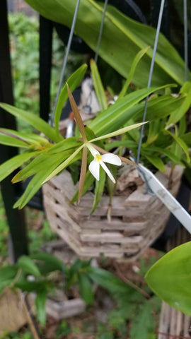Epidendrum nocturnum