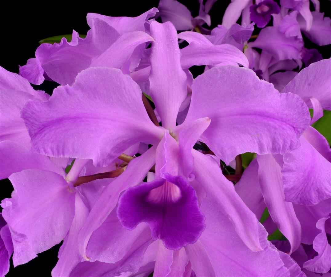 Cattleya lawrenceana var. flammea