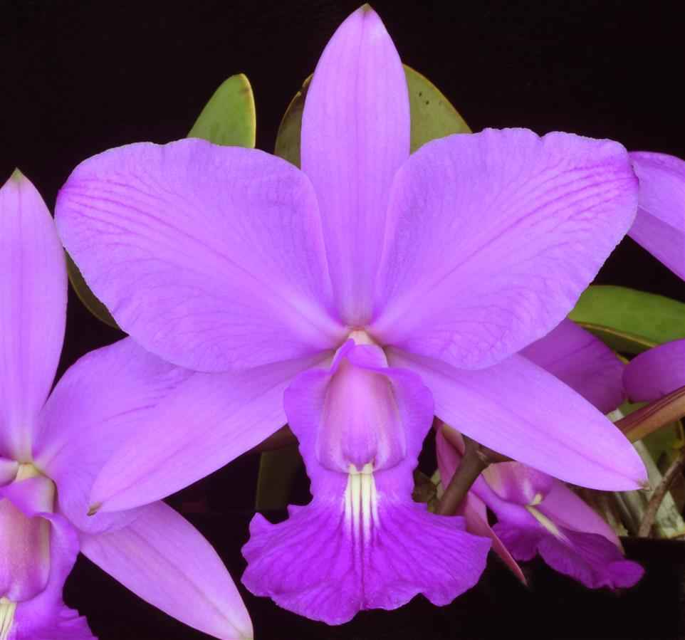 Cattleya walkeriana 4N