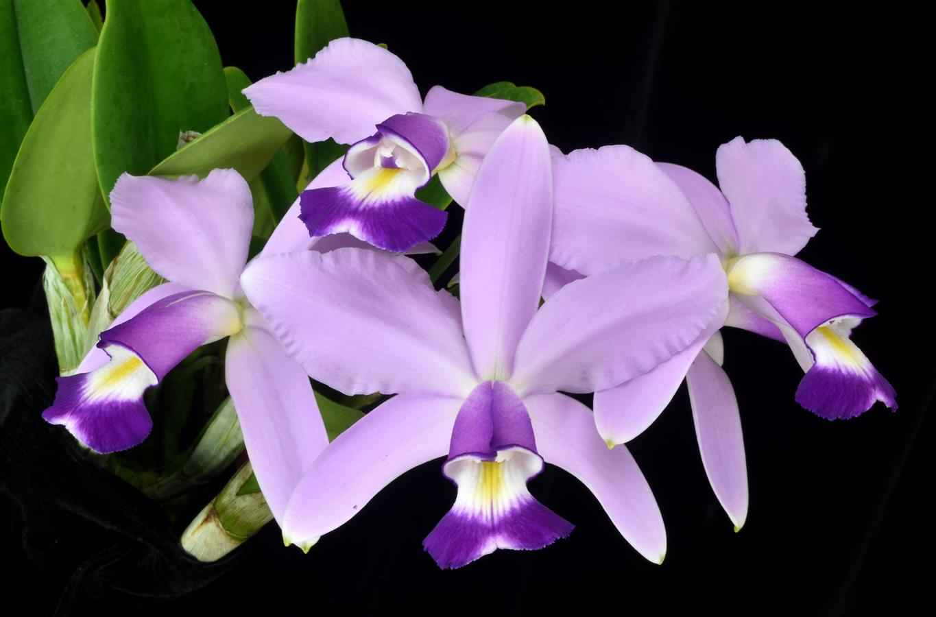 Cattleya violacea var. coerulea