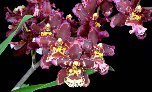 Oncostele Eye Candy 'Pinkie' AM/AOS