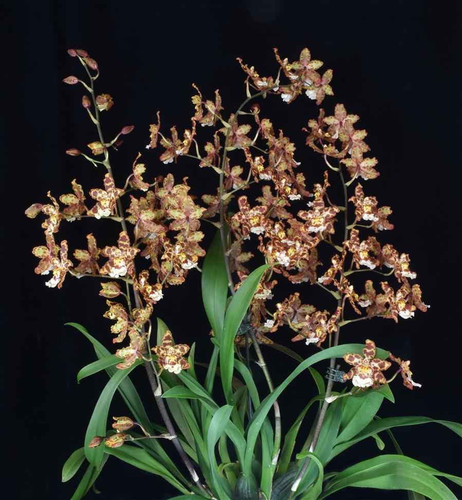 Oncostele Eye Candy 'Penny Candy' AM/AOS