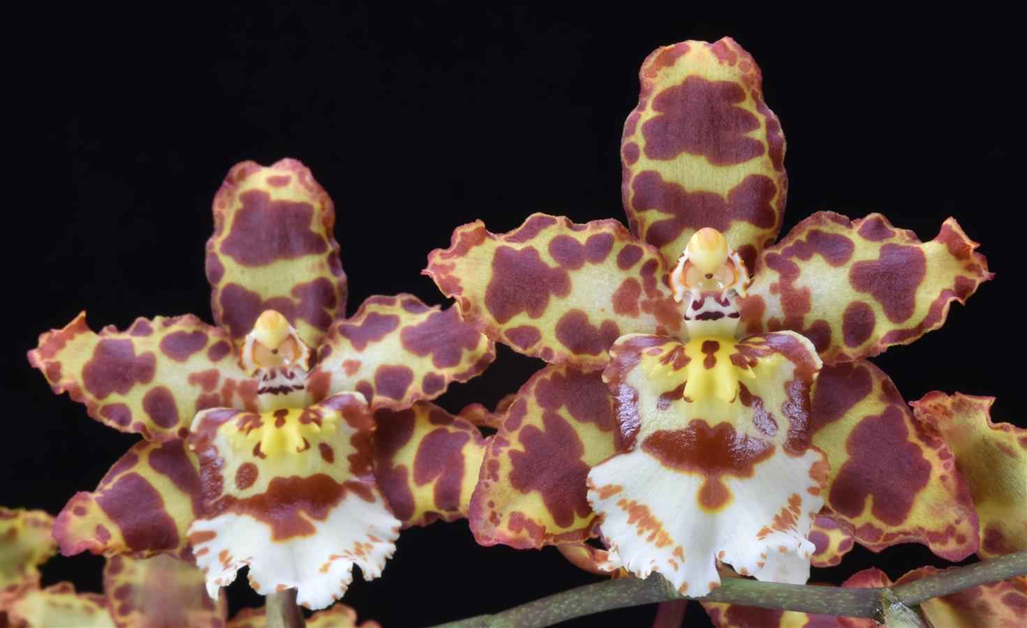 Oncostele Eye Candy 'Penny Candy' AM/AOS