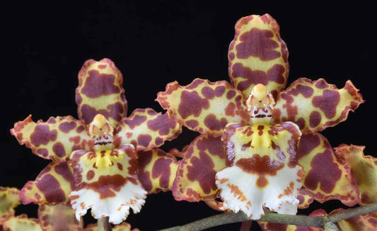 Oncostele Eye Candy 'Penny Candy' AM/AOS