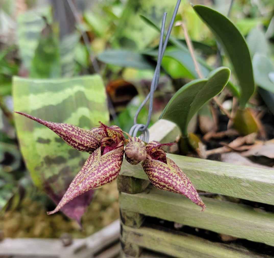 Bulbophyllum Crownpoint