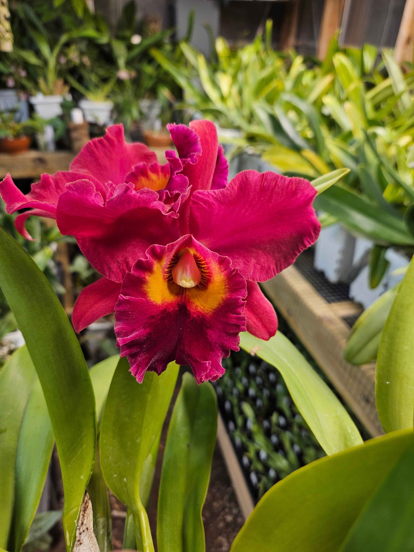 Rlc. (Blc.) Theresa Hill 'Krull-Smith' AM/AOS