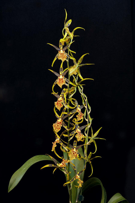 Brascidostele Gilded Tower 'Mystic Maze' AM/AOS