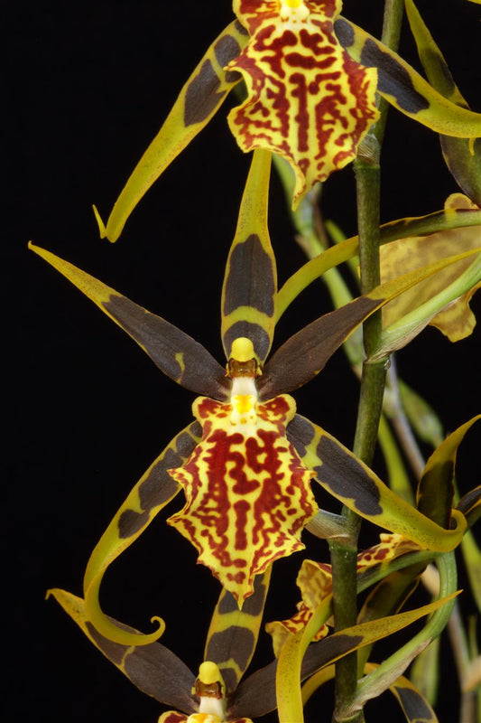 Brascidostele Gilded Tower 'Mystic Maze' AM/AOS