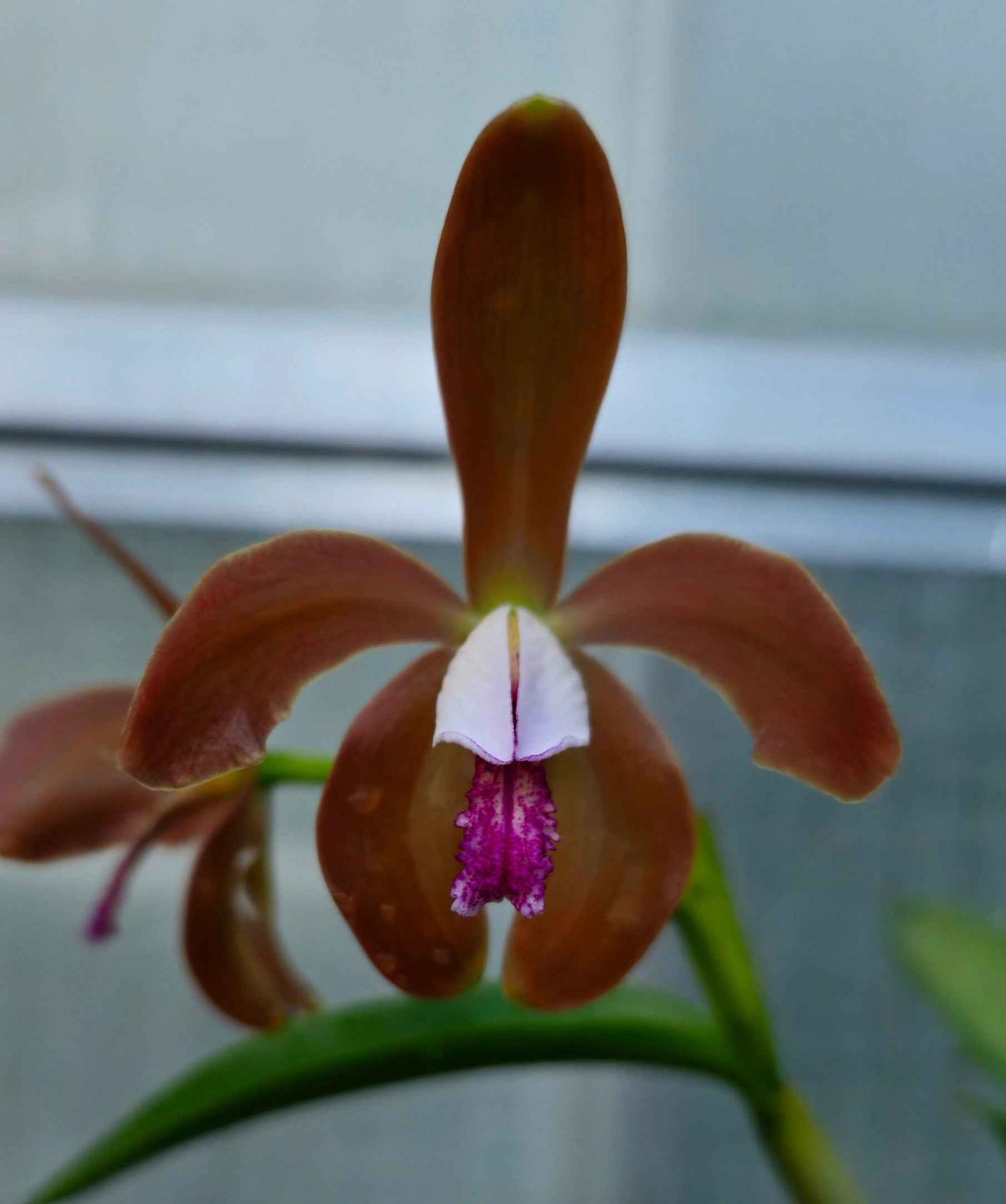 Cattleya porphyroglossa
