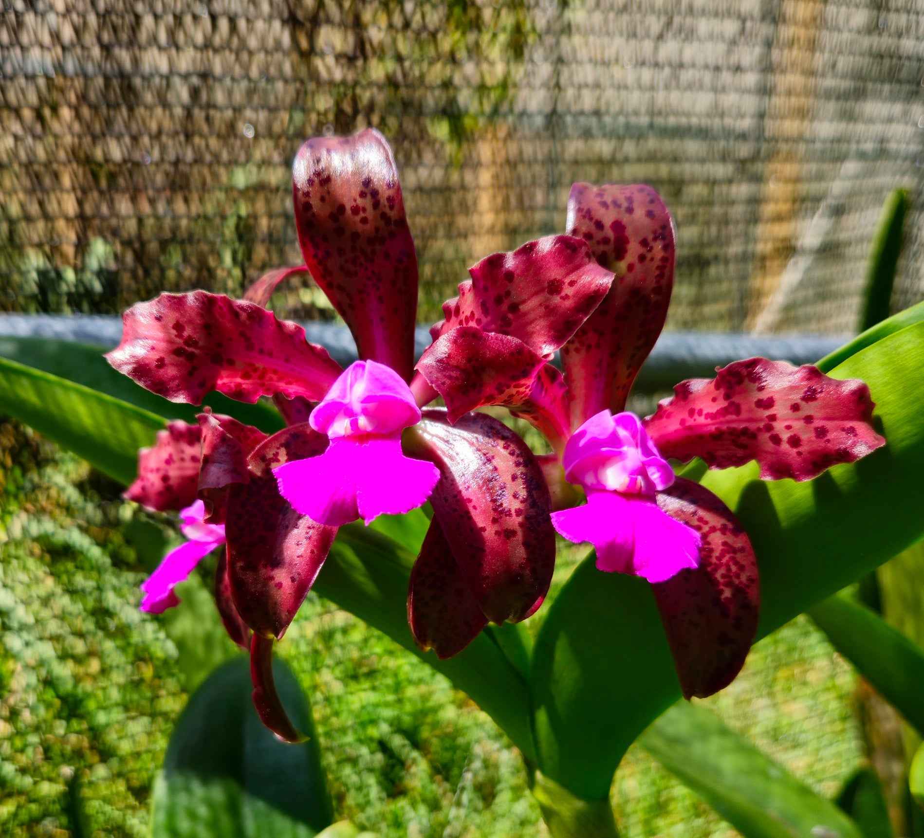 Cattleya Mareeba Tiger 4N