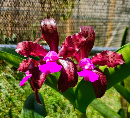 Cattleya Mareeba Tiger 4N