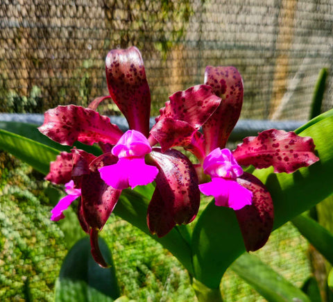 Cattleya Mareeba Tiger 4N