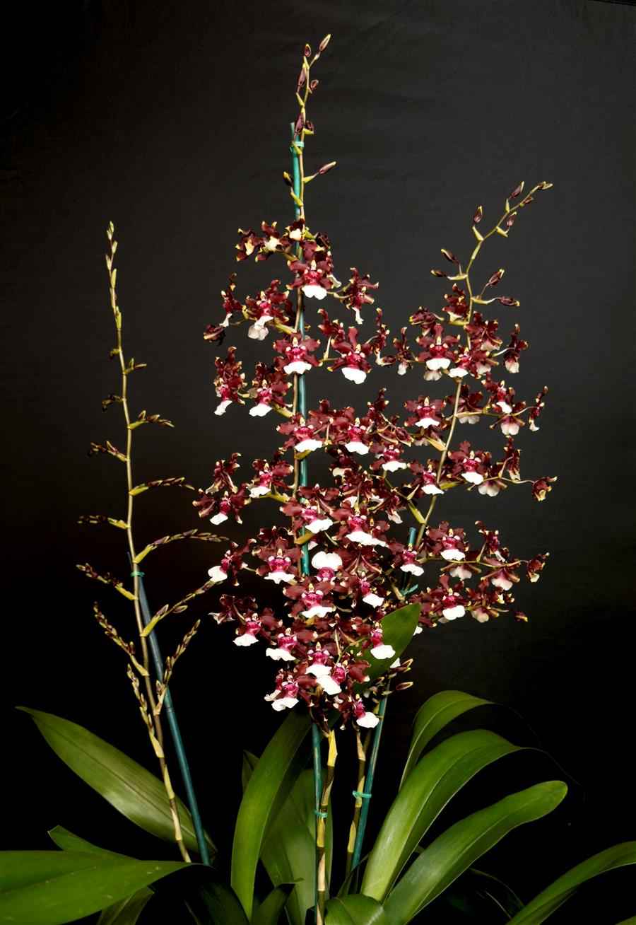 Oncidium Aka Baby 'Raspberry Chocolate' AM/AOS