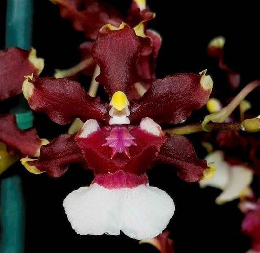 Oncidium Aka Baby 'Raspberry Chocolate' AM/AOS