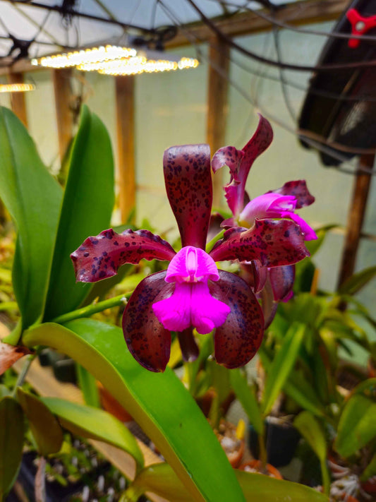 Cattleya tigrina