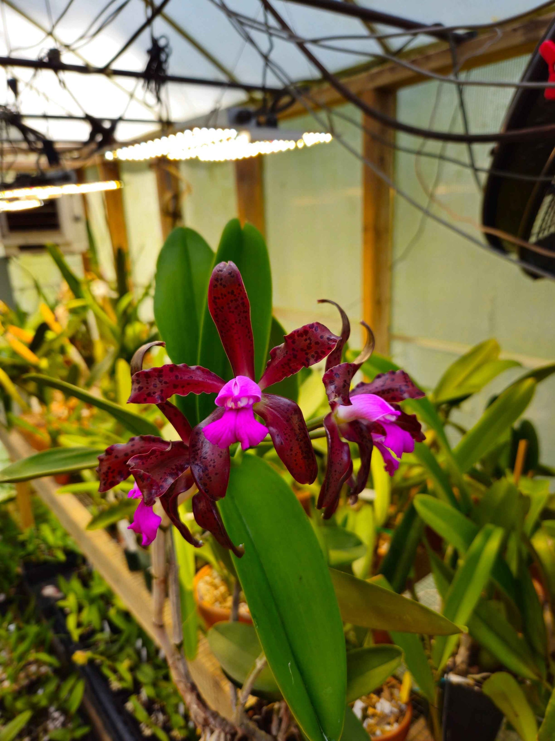 Cattleya tigrina