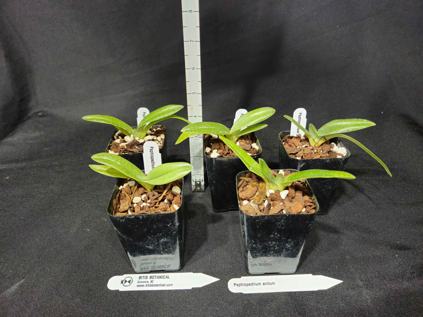 Paphiopedilum anitum