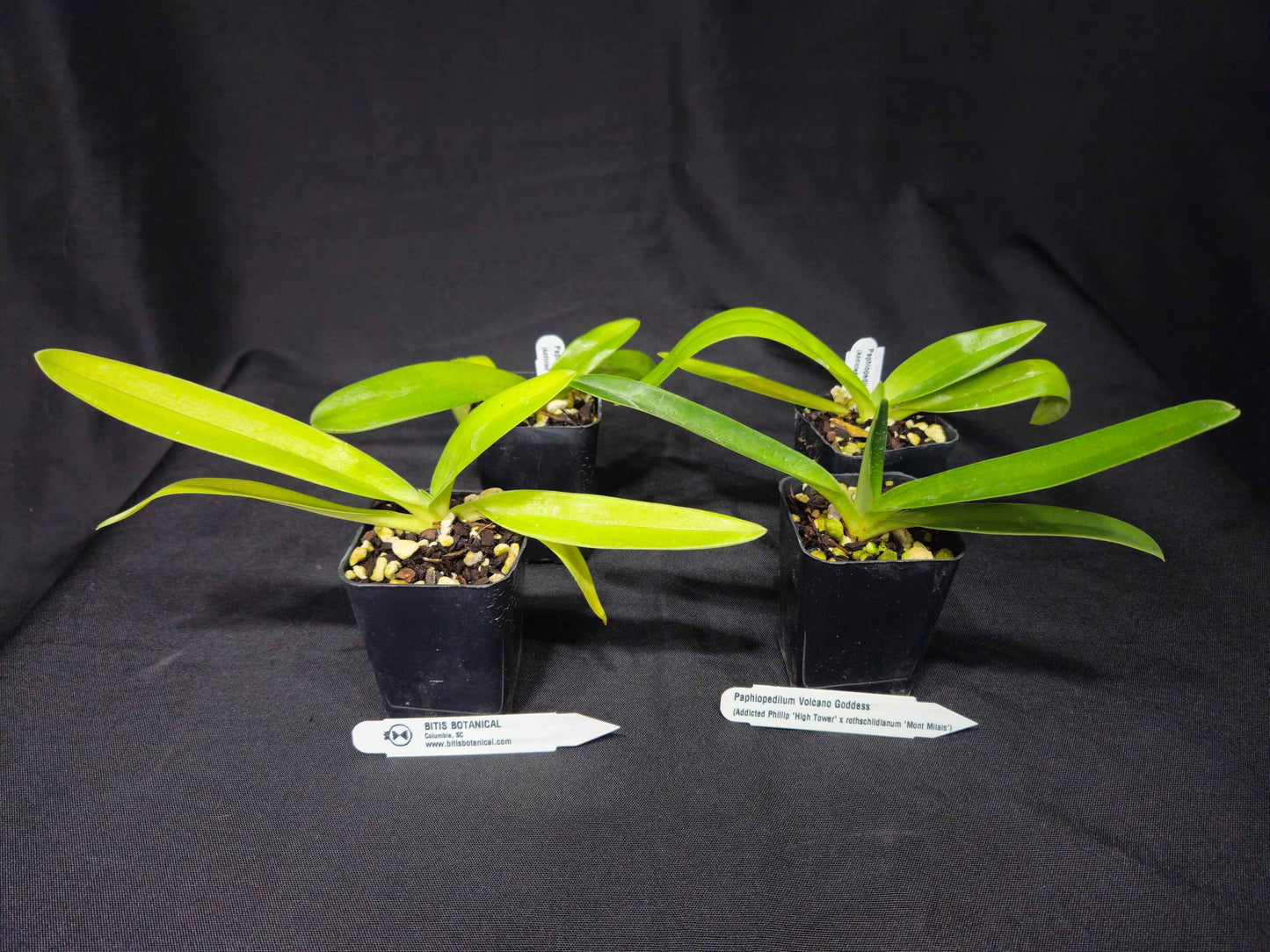 Paphiopedilum Volcano Goddess