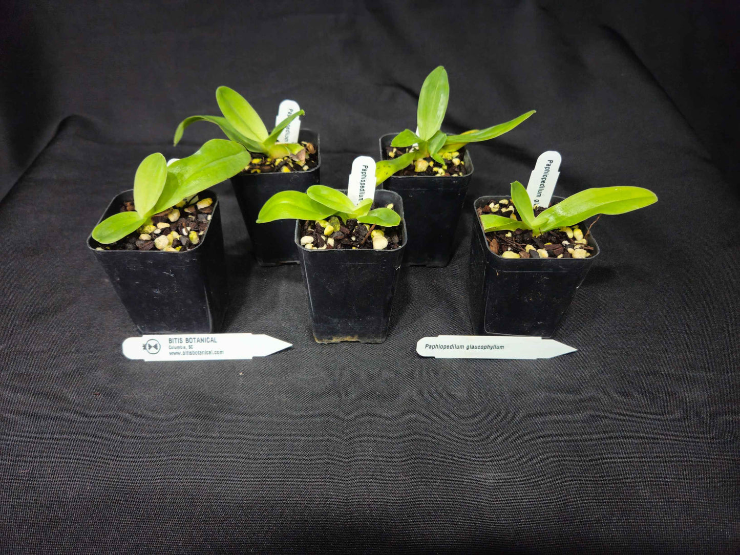 Paphiopedilum glaucophyllum