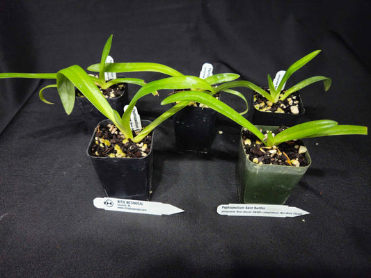 Paphiopedilum Saint Swithin