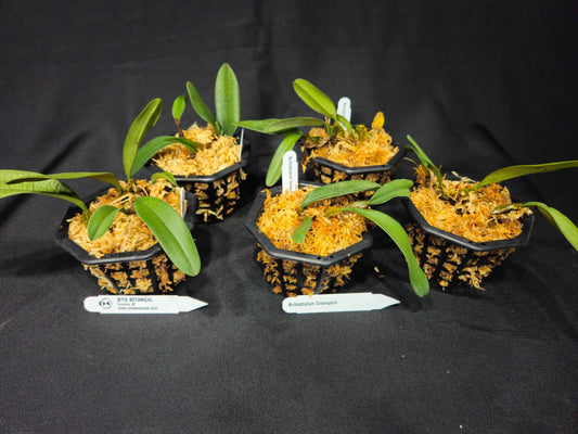 Bulbophyllum Crownpoint