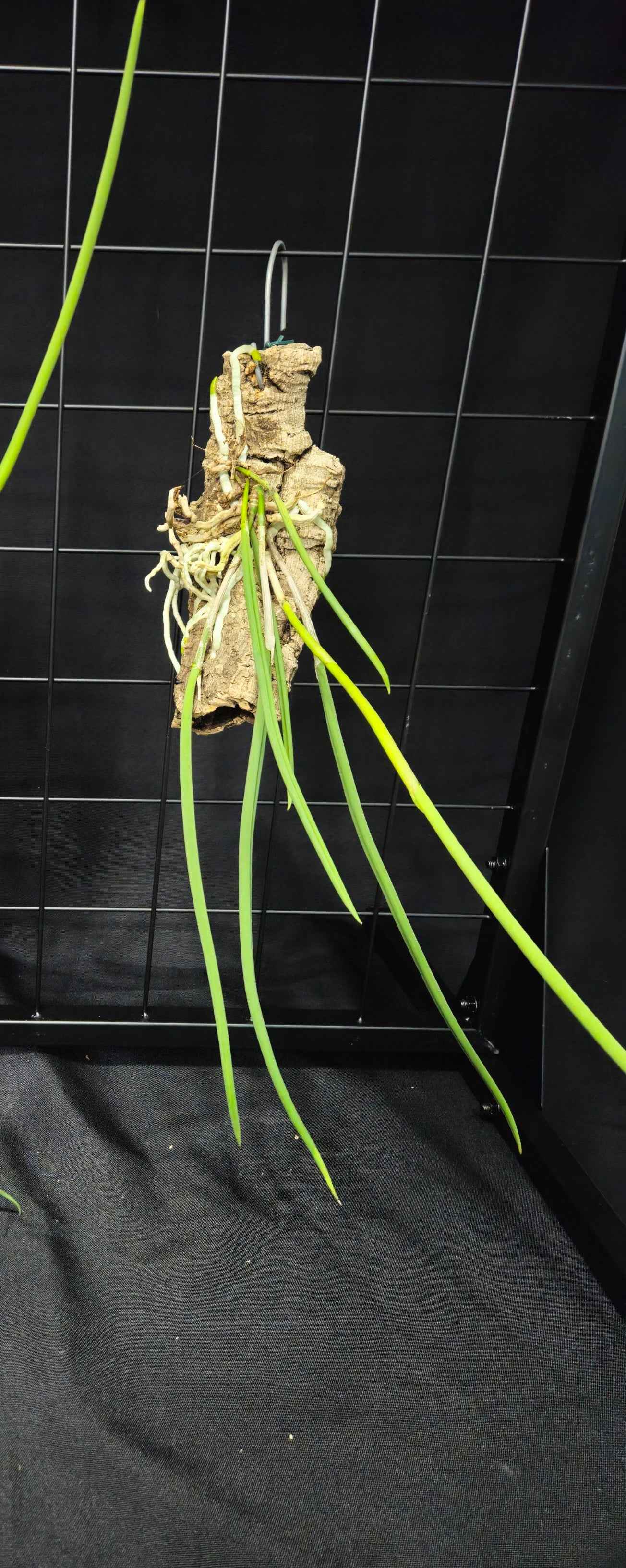 Brassavola fragrans (tuberculata) × subulifolia