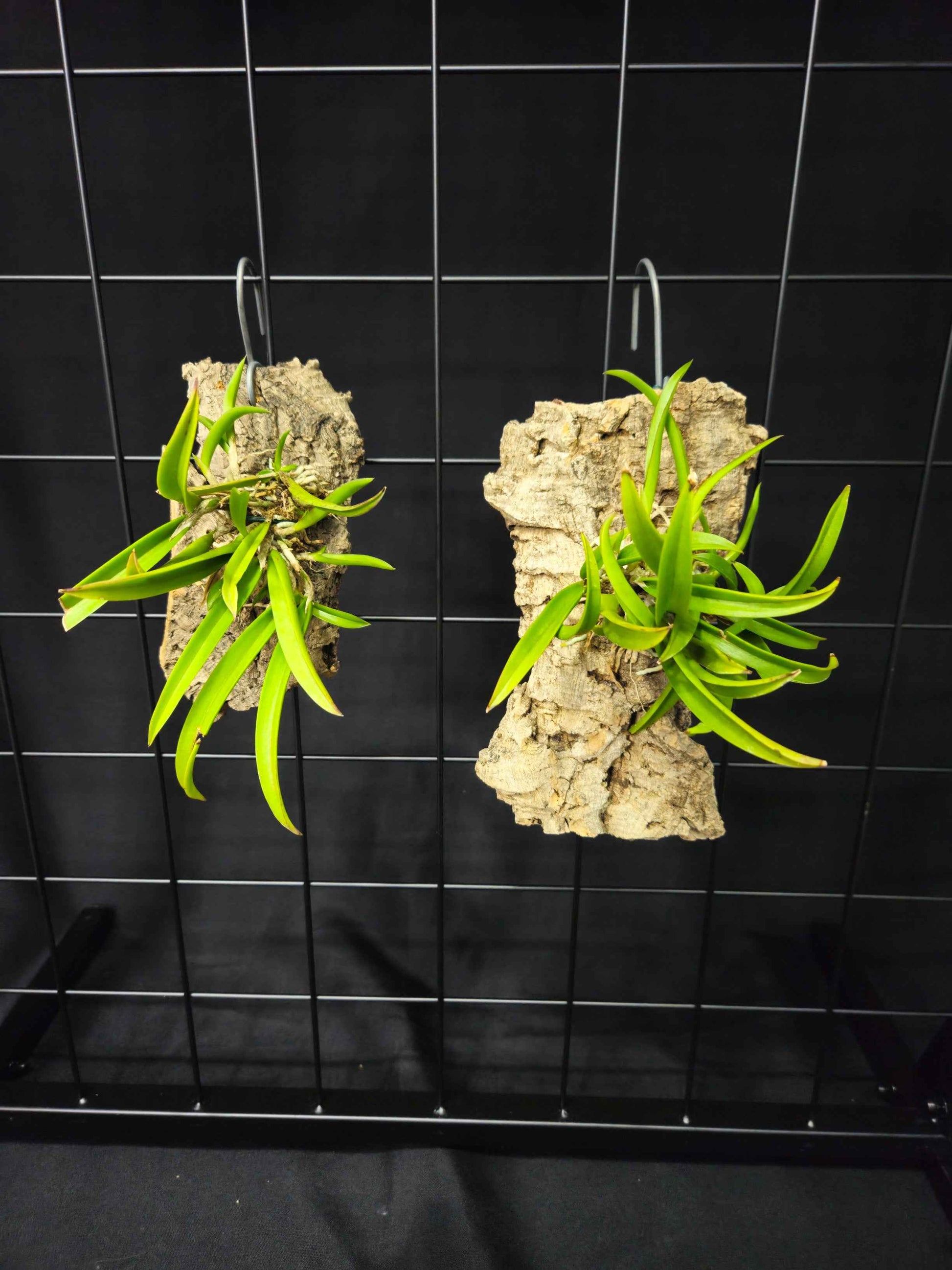 Myrmecavola Christian Fun