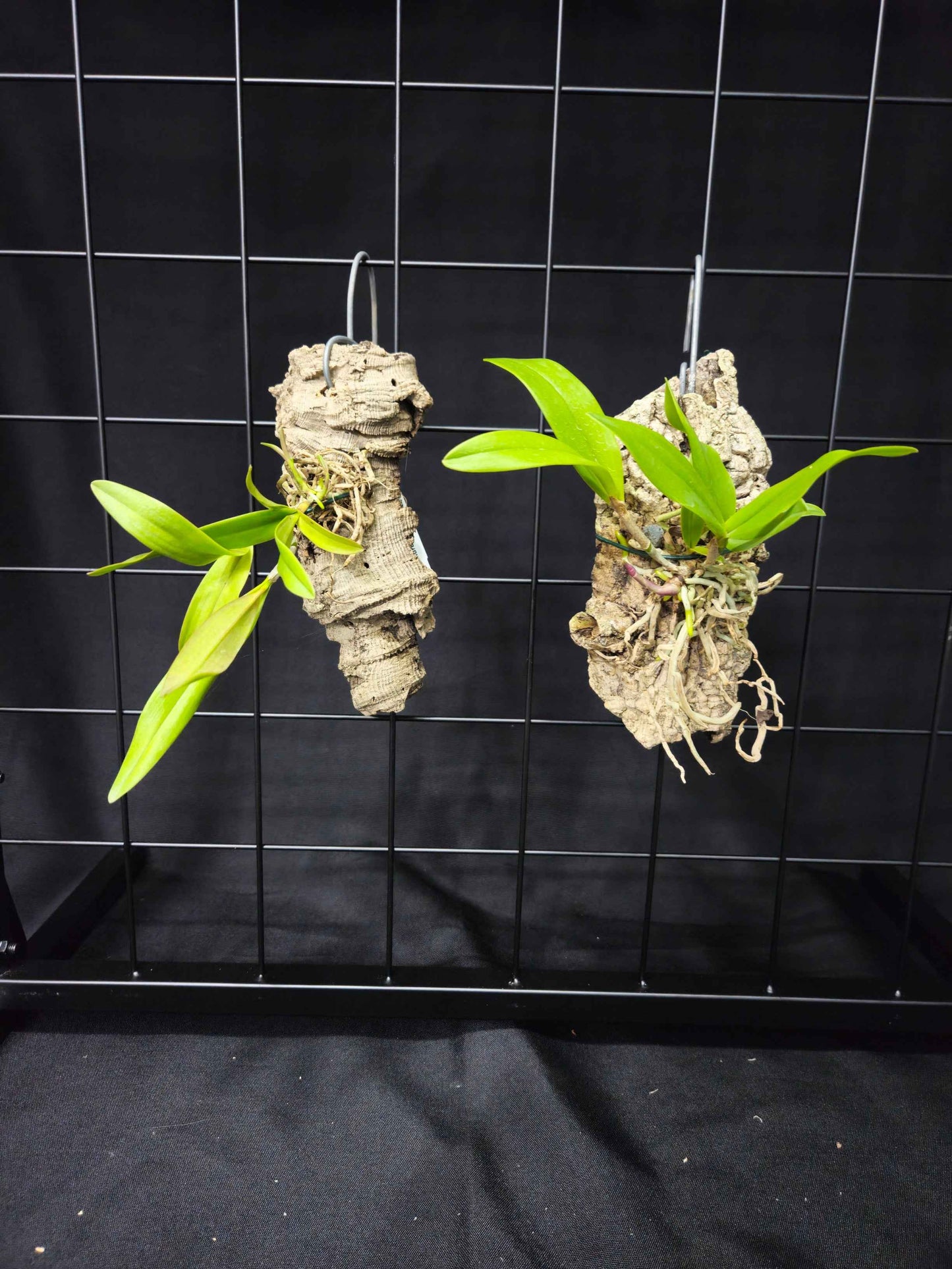 Epidendrum Sunbelt's Gossamer Star