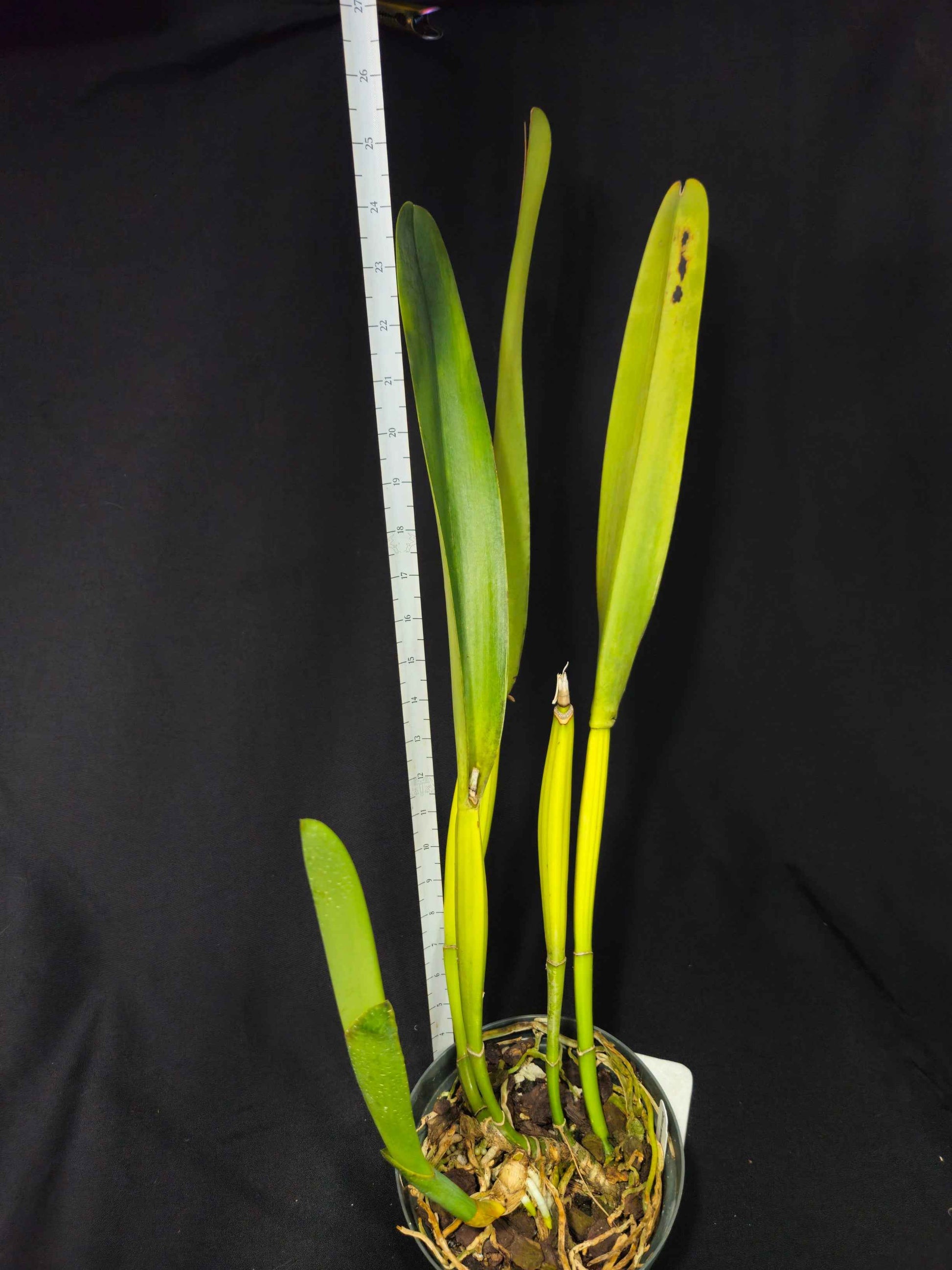 Cattleya (Laelia) purpurata 'Mr. Stripes'